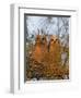 Great Horned Owlets on Tree Limb, De Soto, Florida, USA-Arthur Morris-Framed Photographic Print