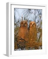 Great Horned Owlets on Tree Limb, De Soto, Florida, USA-Arthur Morris-Framed Photographic Print