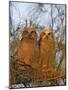 Great Horned Owlets on Tree Limb, De Soto, Florida, USA-Arthur Morris-Mounted Photographic Print