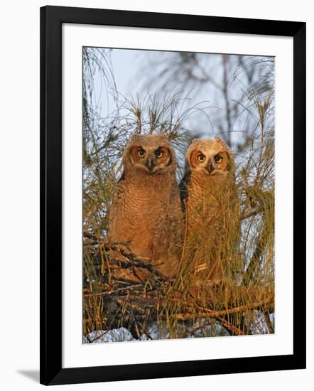 Great Horned Owlets on Tree Limb, De Soto, Florida, USA-Arthur Morris-Framed Photographic Print