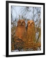 Great Horned Owlets on Tree Limb, De Soto, Florida, USA-Arthur Morris-Framed Photographic Print