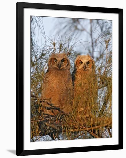 Great Horned Owlets on Tree Limb, De Soto, Florida, USA-Arthur Morris-Framed Photographic Print