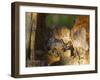Great Horned Owls at Nest Site in Defiance, Ohio, Usa-Chuck Haney-Framed Photographic Print