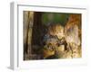 Great Horned Owls at Nest Site in Defiance, Ohio, Usa-Chuck Haney-Framed Photographic Print
