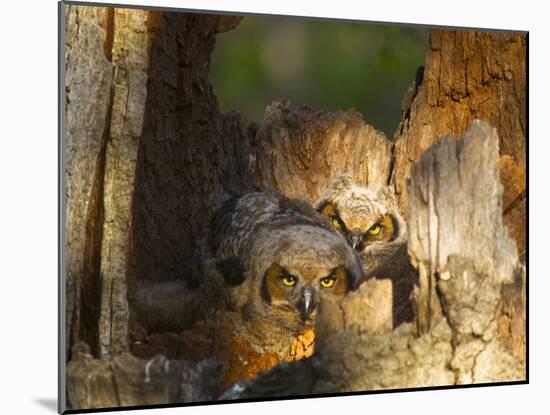 Great Horned Owls at Nest Site in Defiance, Ohio, Usa-Chuck Haney-Mounted Photographic Print