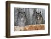 Great Horned Owls (Bubo Virginianus) Roosting in an Abandoned Barn. Idaho, USA. February-Gerrit Vyn-Framed Photographic Print