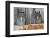 Great Horned Owls (Bubo Virginianus) Roosting in an Abandoned Barn. Idaho, USA. February-Gerrit Vyn-Framed Photographic Print