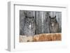 Great Horned Owls (Bubo Virginianus) Roosting in an Abandoned Barn. Idaho, USA. February-Gerrit Vyn-Framed Photographic Print