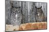 Great Horned Owls (Bubo Virginianus) Roosting in an Abandoned Barn. Idaho, USA. February-Gerrit Vyn-Mounted Photographic Print