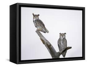 Great Horned Owls on Branch-Arthur Morris-Framed Stretched Canvas