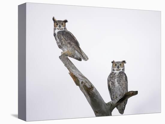 Great Horned Owls on Branch-Arthur Morris-Stretched Canvas