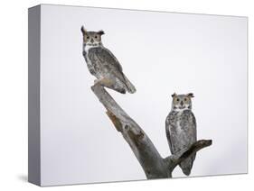 Great Horned Owls on Branch-Arthur Morris-Stretched Canvas