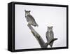 Great Horned Owls on Branch-Arthur Morris-Framed Stretched Canvas