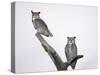 Great Horned Owls on Branch-Arthur Morris-Stretched Canvas