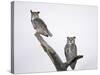 Great Horned Owls on Branch-Arthur Morris-Stretched Canvas