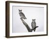 Great Horned Owls on Branch-Arthur Morris-Framed Premium Photographic Print