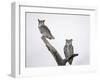 Great Horned Owls on Branch-Arthur Morris-Framed Premium Photographic Print