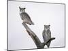 Great Horned Owls on Branch-Arthur Morris-Mounted Premium Photographic Print