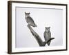 Great Horned Owls on Branch-Arthur Morris-Framed Photographic Print