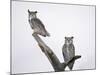 Great Horned Owls on Branch-Arthur Morris-Mounted Photographic Print