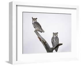 Great Horned Owls on Branch-Arthur Morris-Framed Photographic Print