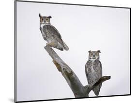 Great Horned Owls on Branch-Arthur Morris-Mounted Photographic Print