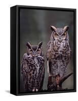 Great Horned Owls, Washington, USA-Charles Sleicher-Framed Stretched Canvas