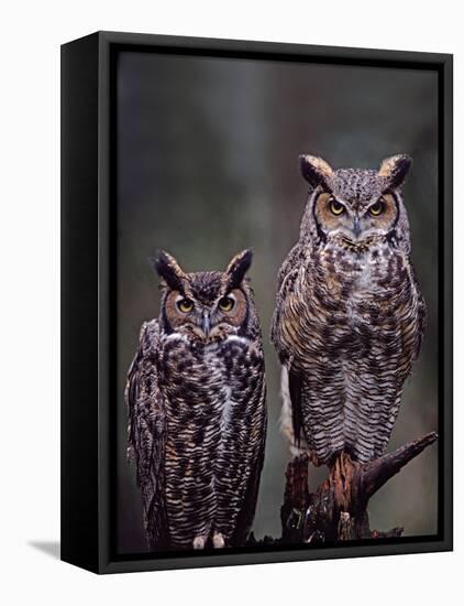 Great Horned Owls, Washington, USA-Charles Sleicher-Framed Stretched Canvas