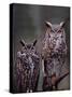 Great Horned Owls, Washington, USA-Charles Sleicher-Stretched Canvas