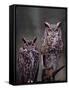 Great Horned Owls, Washington, USA-Charles Sleicher-Framed Stretched Canvas