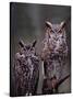 Great Horned Owls, Washington, USA-Charles Sleicher-Stretched Canvas