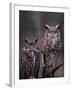 Great Horned Owls, Washington, USA-Charles Sleicher-Framed Premium Photographic Print