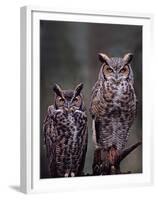 Great Horned Owls, Washington, USA-Charles Sleicher-Framed Premium Photographic Print