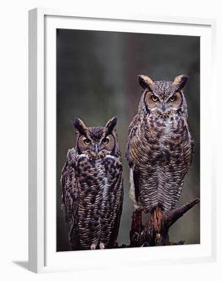 Great Horned Owls, Washington, USA-Charles Sleicher-Framed Premium Photographic Print