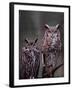 Great Horned Owls, Washington, USA-Charles Sleicher-Framed Premium Photographic Print