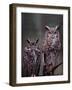 Great Horned Owls, Washington, USA-Charles Sleicher-Framed Photographic Print