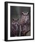 Great Horned Owls, Washington, USA-Charles Sleicher-Framed Photographic Print