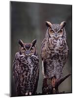 Great Horned Owls, Washington, USA-Charles Sleicher-Mounted Photographic Print