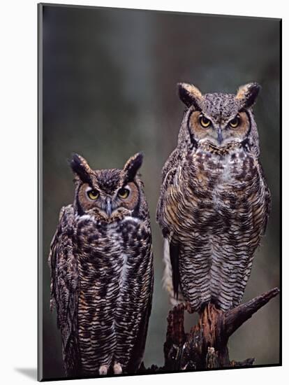 Great Horned Owls, Washington, USA-Charles Sleicher-Mounted Photographic Print