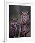 Great Horned Owls, Washington, USA-Charles Sleicher-Framed Photographic Print