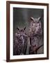 Great Horned Owls, Washington, USA-Charles Sleicher-Framed Photographic Print