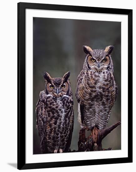 Great Horned Owls, Washington, USA-Charles Sleicher-Framed Photographic Print