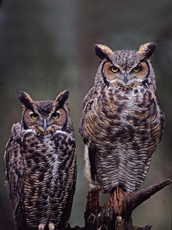 https://imgc.allpostersimages.com/img/posters/great-horned-owls-washington-usa_u-L-P3X4WC0.jpg?artPerspective=n