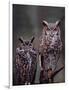 Great Horned Owls, Washington, USA-Charles Sleicher-Framed Photographic Print