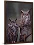 Great Horned Owls, Washington, USA-Charles Sleicher-Framed Photographic Print