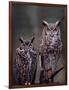 Great Horned Owls, Washington, USA-Charles Sleicher-Framed Photographic Print