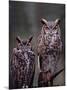 Great Horned Owls, Washington, USA-Charles Sleicher-Mounted Photographic Print