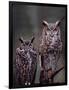 Great Horned Owls, Washington, USA-Charles Sleicher-Framed Photographic Print