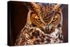 Great Horned Own-duallogic-Stretched Canvas