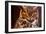 Great Horned Own-duallogic-Framed Photographic Print